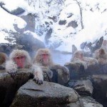airasia online booking bangkok to japan-jigokudani monkey park
